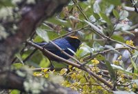 Golden-crowned Tanager - Iridosornis rufivertex