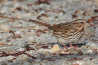 Song Sparrow - Melospiza melodia