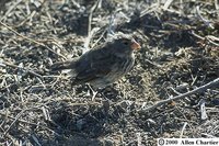 Small Ground-Finch - Geospiza fuliginosa