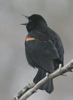 Red-winged Blackbird - Agelaius phoeniceus