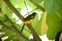 Black-cowled Oriole - Icterus prosthemelas