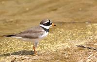 Ringed Plover