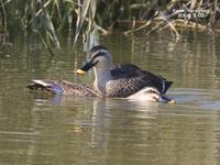 흰뺨검둥오리-Spot-billed Duck