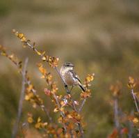 Kl - Siberian Stonechat (Saxicola maura)