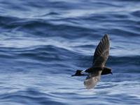 New Zealand Storm Petrel (Pealeornis maoriana)