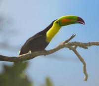 Keel-billed Toucan - Iain Campbell