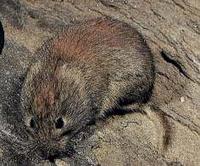 SOUTHERN RED-BACKED VOLE (Clethrionomys gapperi)