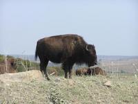 Image of Bison