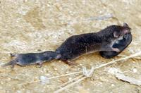 땃쥐(Crocidura lasiura) 영명 : Ussuri White-toothed Shrew