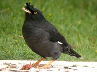 Crested Myna, Carcavelos (Portugal), 20-Apr-06 Flickr