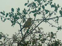 Pangani Longclaw (Panganisporrpiplärka) - Macronyx aurantiigula