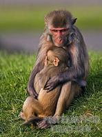 ...Rhesus Monkeys mother cuddling youngster . Longleat Safari Park , Wiltshire , England stock phot