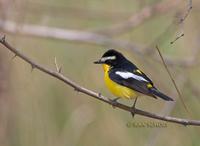 Yellow-rumped flycatcher C20D 03491.jpg