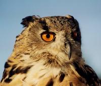 Eurasian Eagle Owl