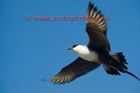 FT0185-00: Long Tailed Jaeger / Skua in flight. Pan Arctic