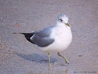 갈매기 (Common Gull) Larus canus