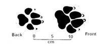 Picture of Brown Hyena spoor