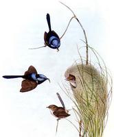 illustration Superb Fairy-wren Malurus cyaneus