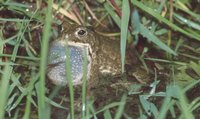 : Bufo calamita; Natterjack Toad