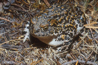 : Bufo canorus; Yosemite Toad