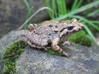 : Discoglossus galganoi jeanne; Iberian Painted Frog