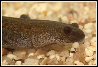 : Hynobius nigrescens