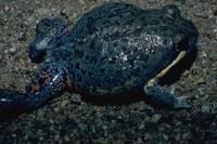 : Limnodynastes terraereginae; Northern Bullfrog