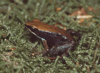 : Mantella betsileo