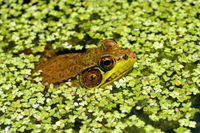 : Rana clamitans melanota; Green Frog