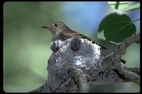 : Contopus sordidulus; Western Wood Pewee