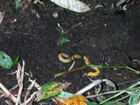 : Schistometopum thomense; Sao Tome Caecilian