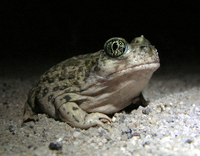 : Spea hammondii; Western Spadefoot