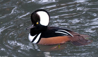 : Lophodytes cucullatus; Hooded Merganser