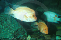 : Amphilophus citrinellus; Red Devil Cichlid