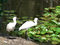 : Platalea regia; Royal Spoonbill