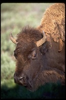 : Bison bison; Bison