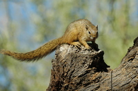 : Paraxerus cepapi; Tree Squirrel