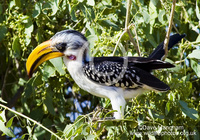 : Tockus flavirostris; Eastern Yellow-billed Hornbill