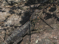 : Agama atra atra; Southern Rock Agama