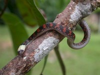 : Aractus collaris