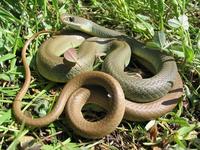 : Coluber constrictor mormon