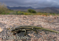 : Trachylepis sulcata sulcata; Western Rock Skink