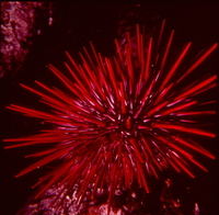 : Strongylocentrotus franciscanus; Giant Red Sea Urchin