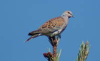 Turtle Dove