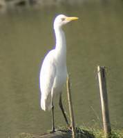 Intermediate Egret (Mesophoyx intermedia) 2004. december 20. Dibru-Saikhowa Wildlife Sanctuary