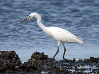 노랑부리백로 Egretta eulophotes | Chinese egret