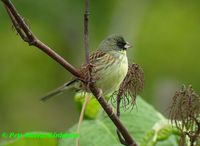 Black-faced Bunting Emberiza spodocephala personata