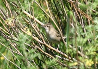 ヤチセンニュウ Common Grasshopper-Warbler Locustella naevia