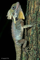 Boyd’s Forest Dragon