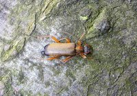 Grammoptera ustulata
